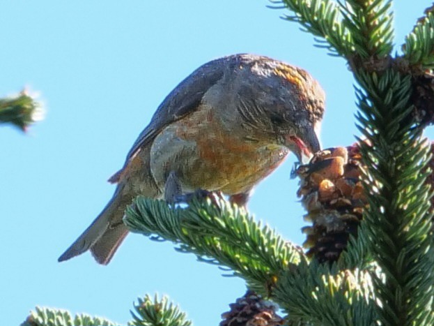 Red Crossbill - Roger Horn