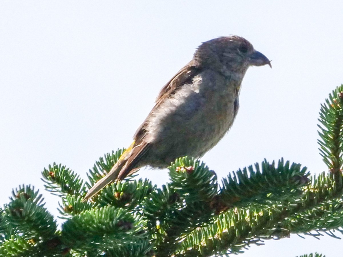 Red Crossbill - Roger Horn