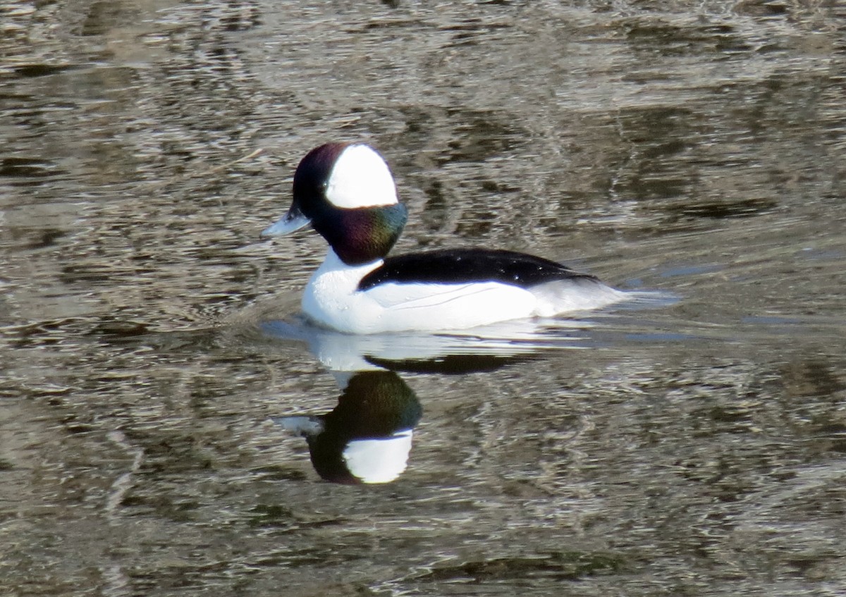 Bufflehead - ML609233331