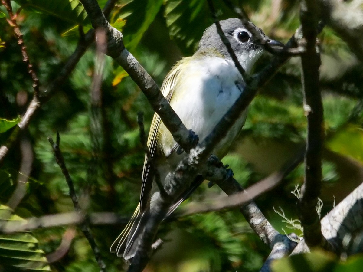 Blue-headed Vireo - ML609233427