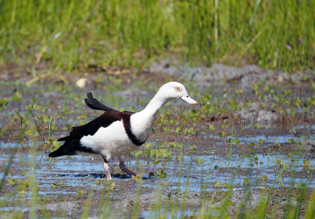 Radjah Shelduck - ML609233484