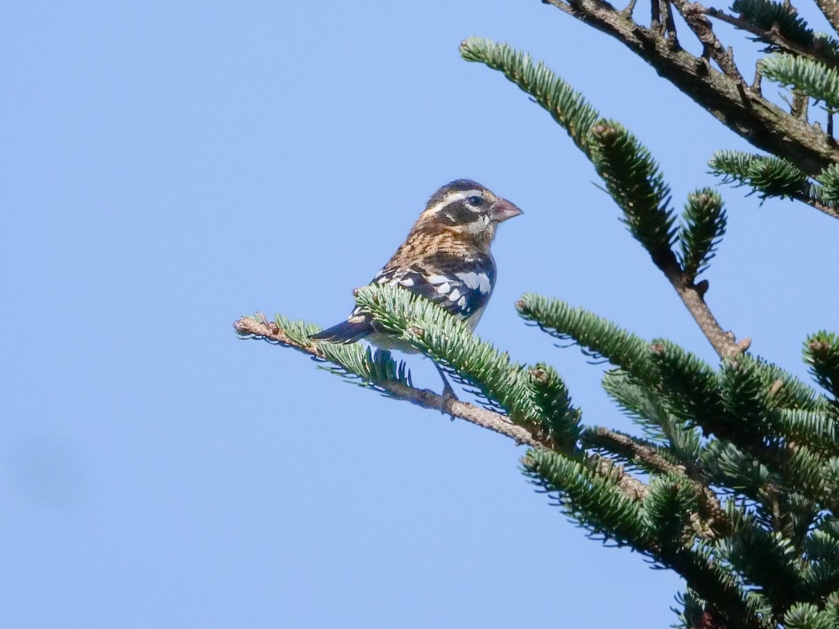 Rose-breasted Grosbeak - Roger Horn