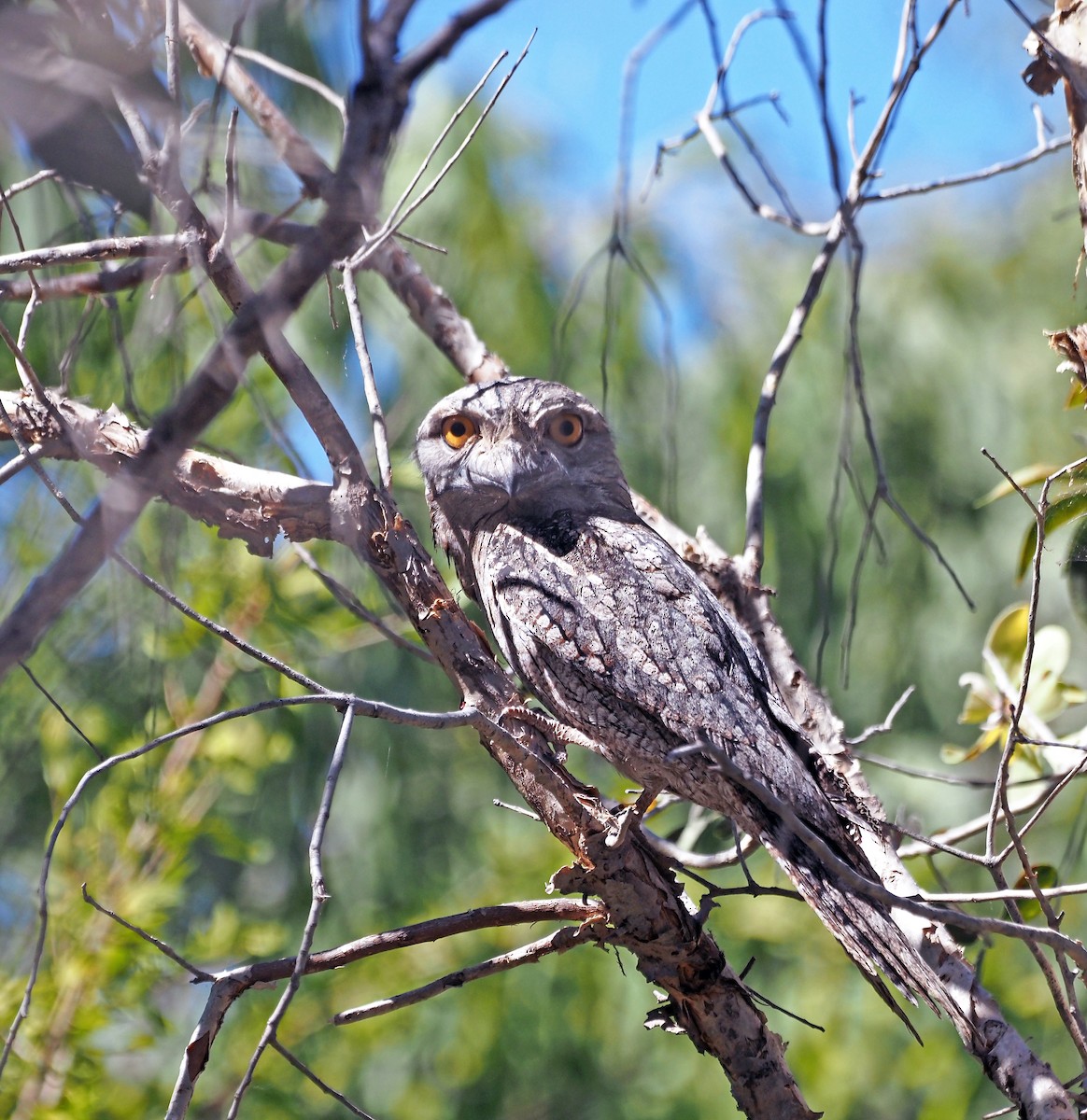 Tawny Frogmouth - Steve Law