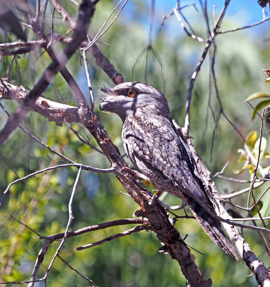 Tawny Frogmouth - ML609233532