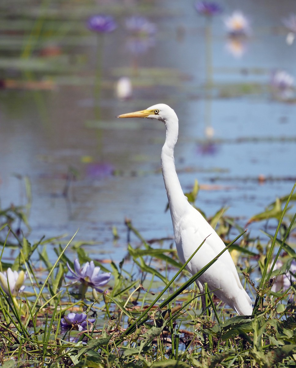 Plumed Egret - ML609233557