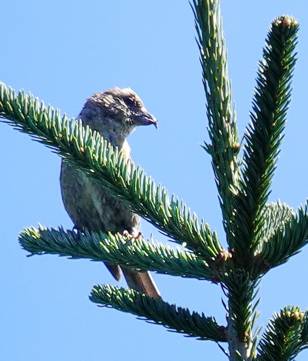 Red Crossbill - ML609233573