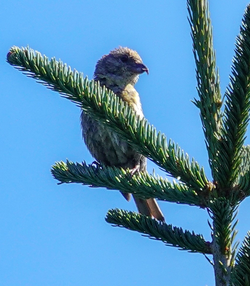 Red Crossbill - ML609233575