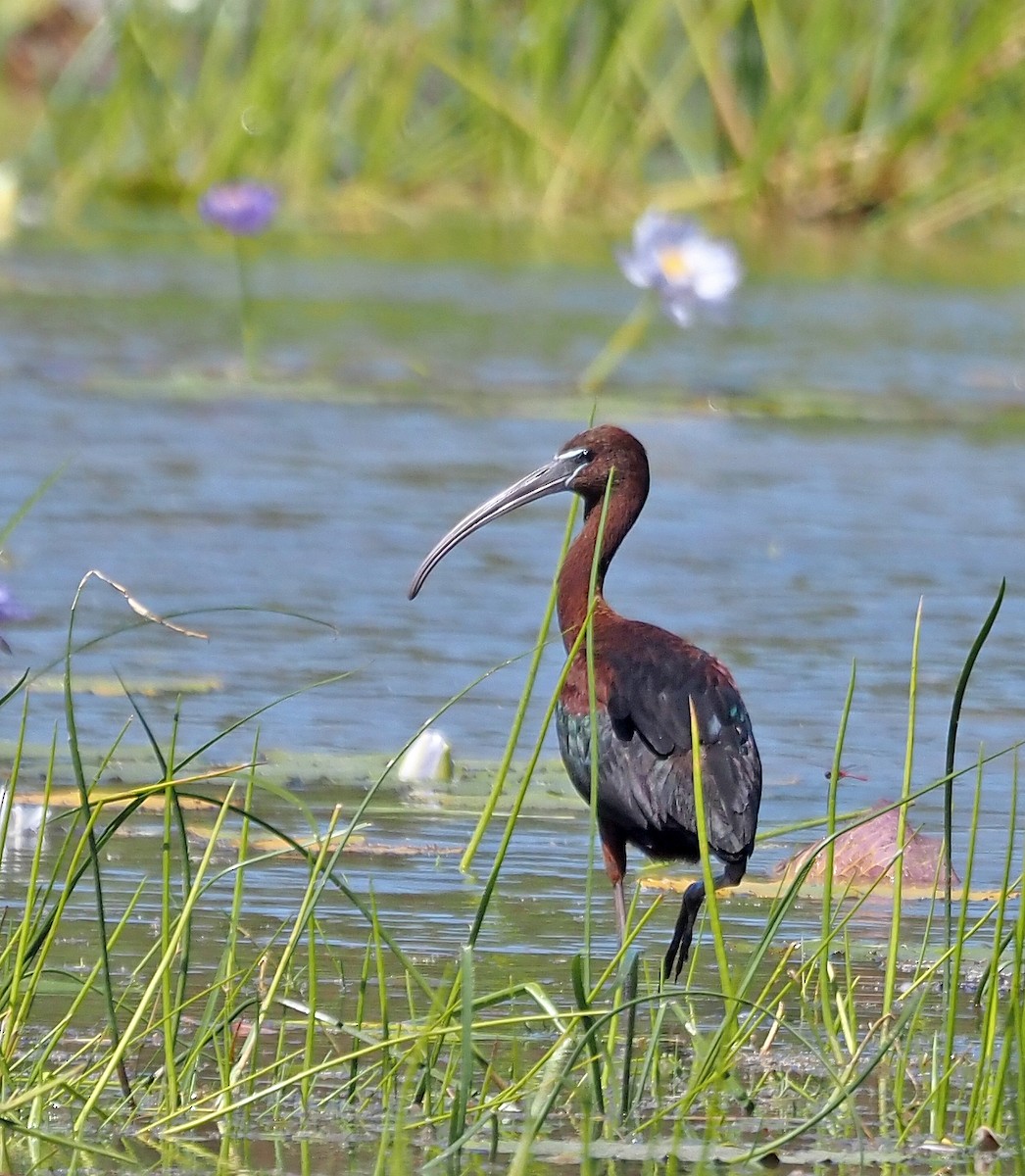 Glossy Ibis - ML609233586