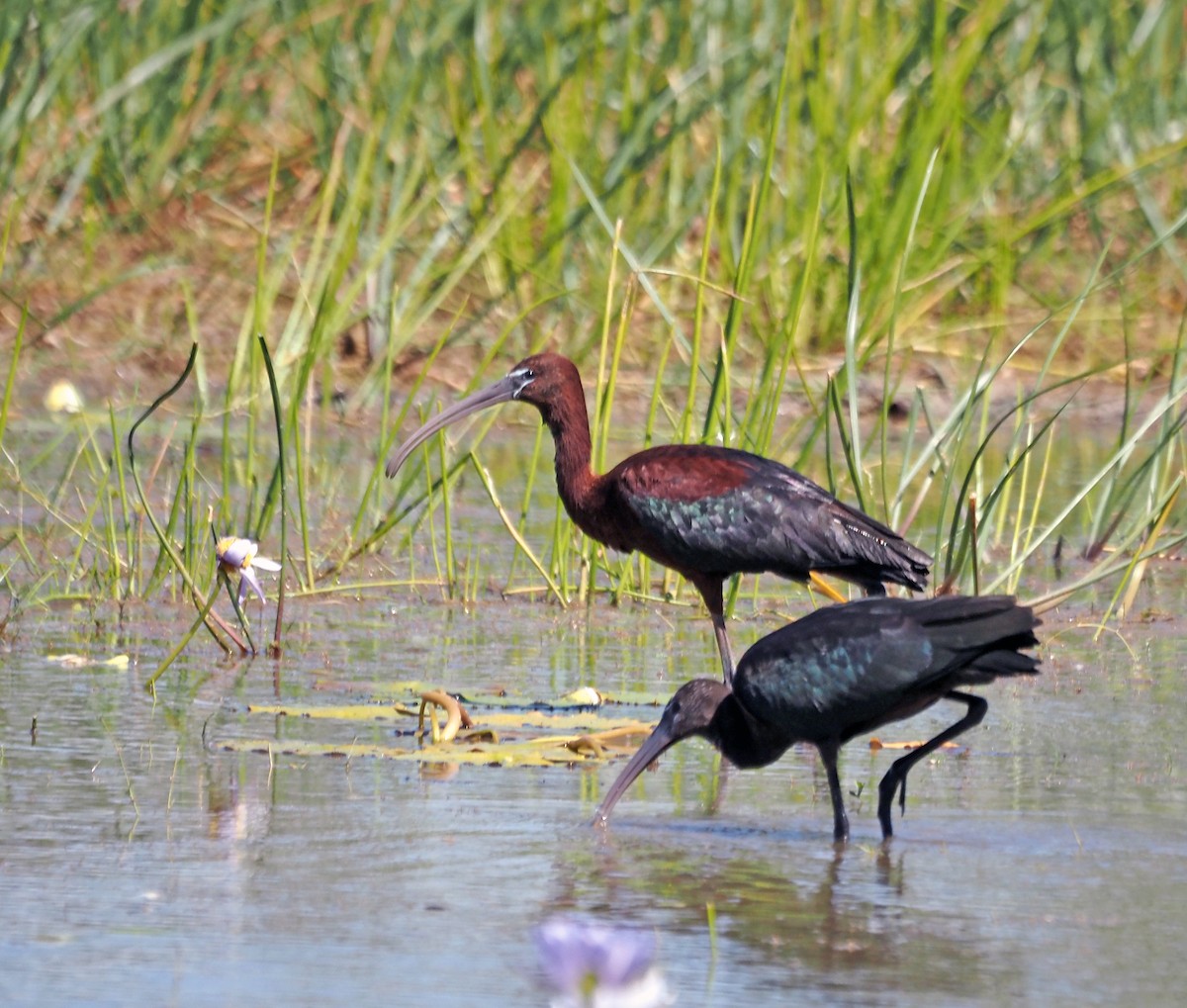 Glossy Ibis - ML609233594