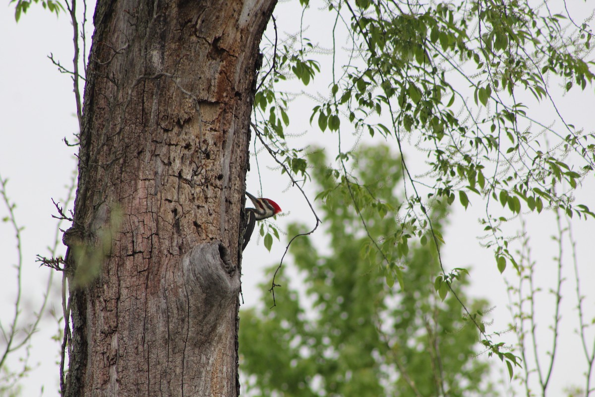 Pileated Woodpecker - ML609233608