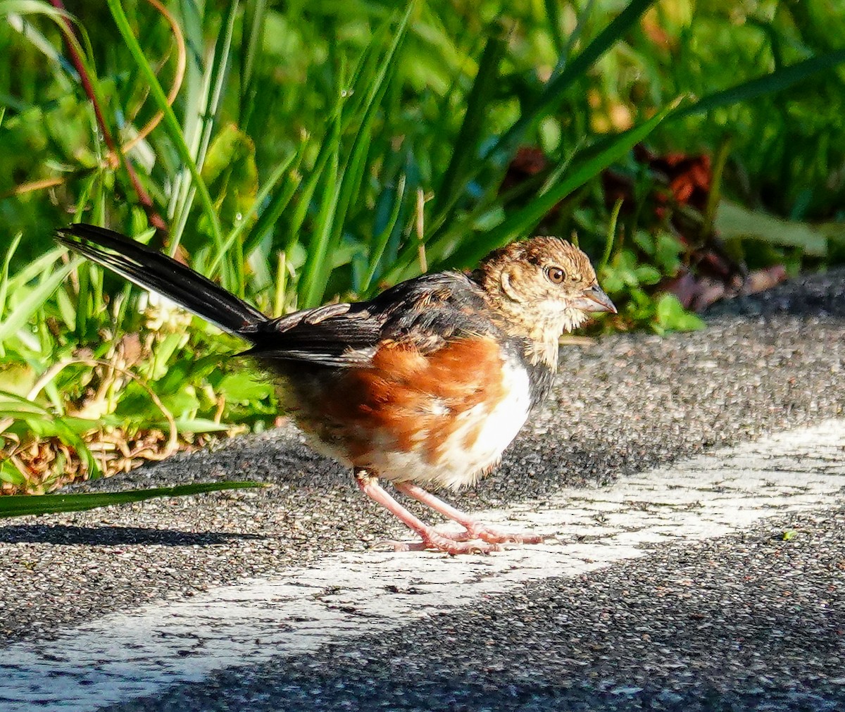 Eastern Towhee - ML609233667