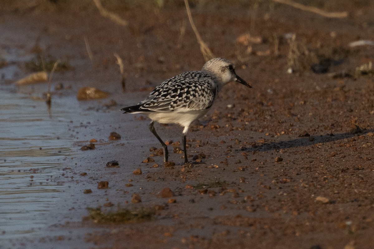 Sanderling - ML609233687