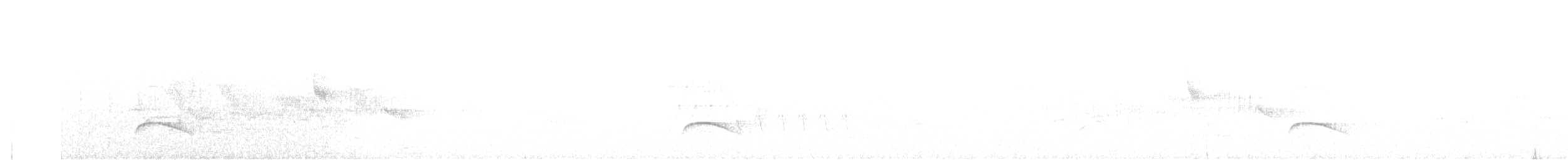 Élénie à cimier blanc (chilensis) - ML609233760