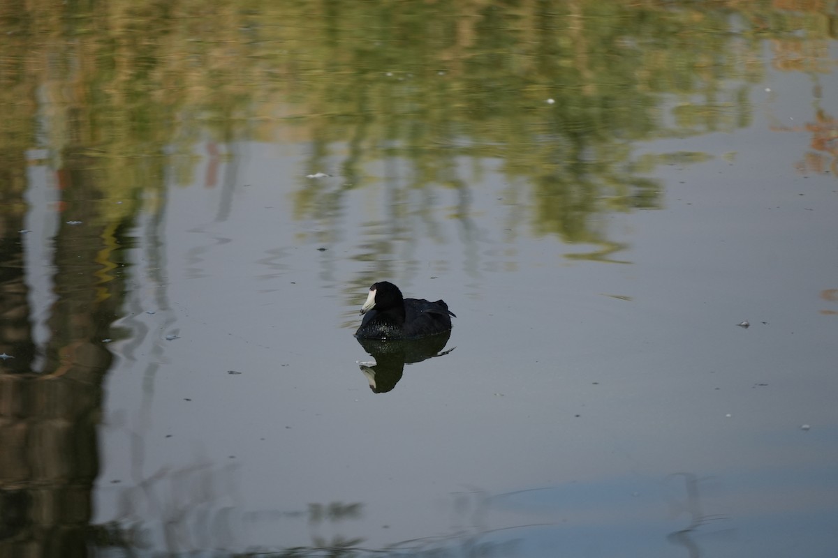 American Coot - ML609233778