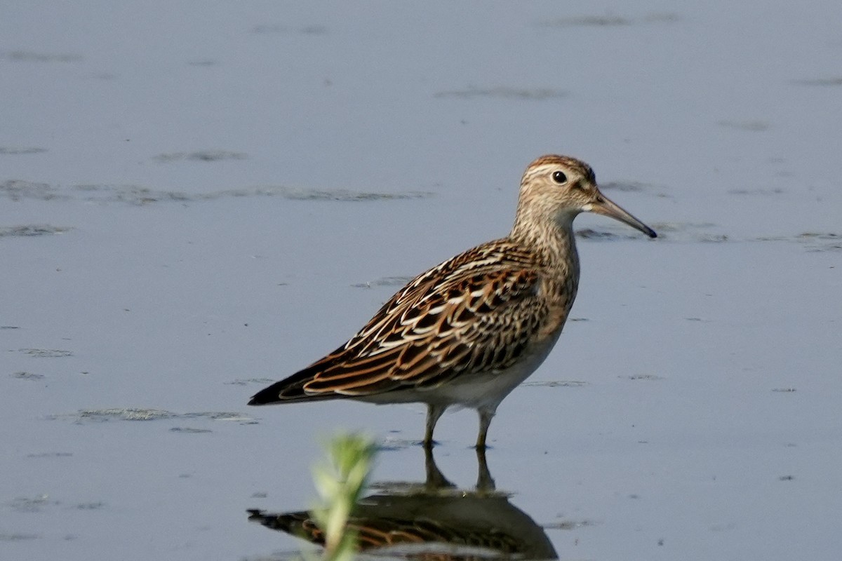 Pectoral Sandpiper - ML609233844