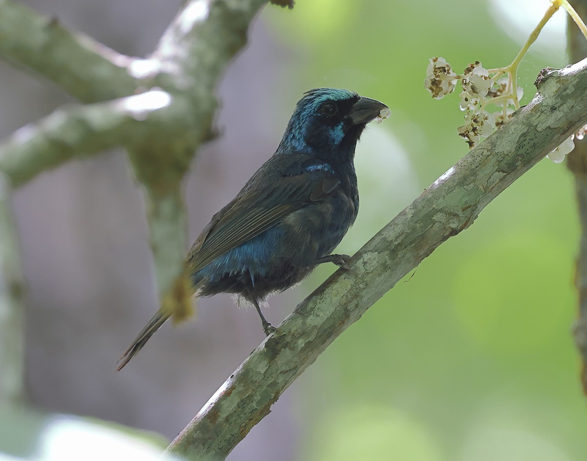 Blue Bunting - Charlie Trapani