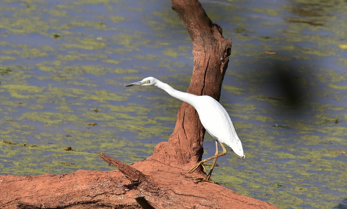 Little Blue Heron - ML609233862