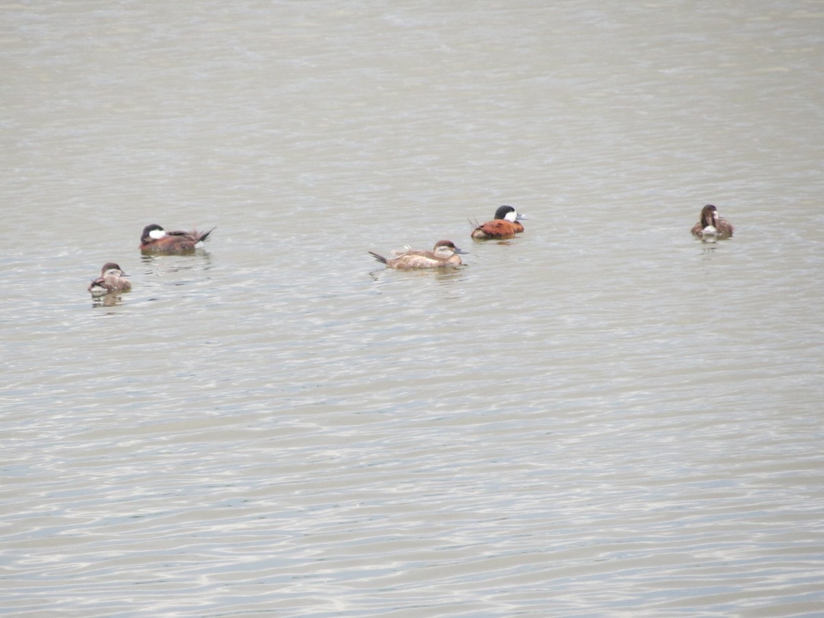 Ruddy Duck - ML60923391