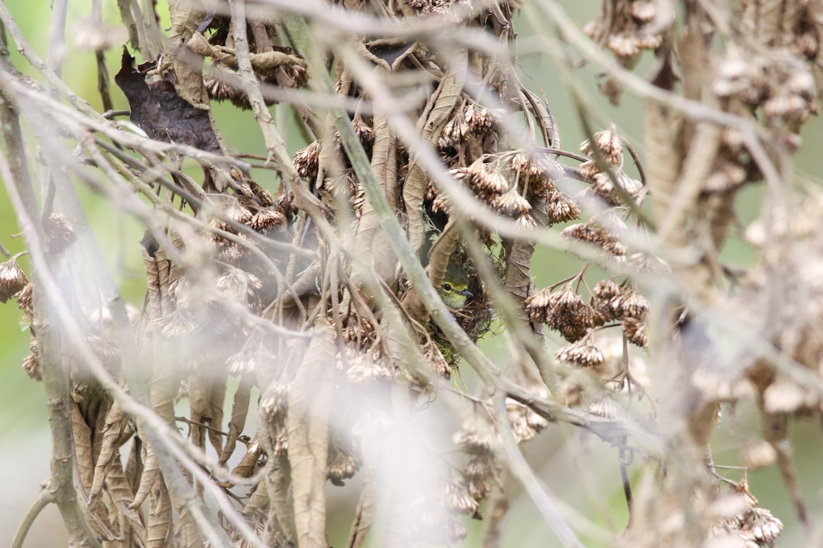 Golden-faced Tyrannulet - ML609233996