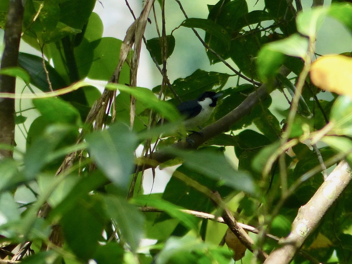 Black-bibbed Monarch - ML609234002