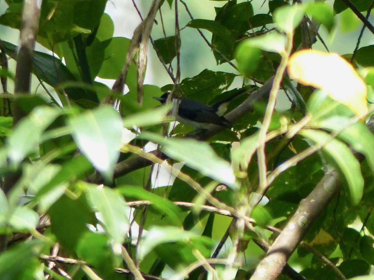 Black-bibbed Monarch - Jenny Bowman