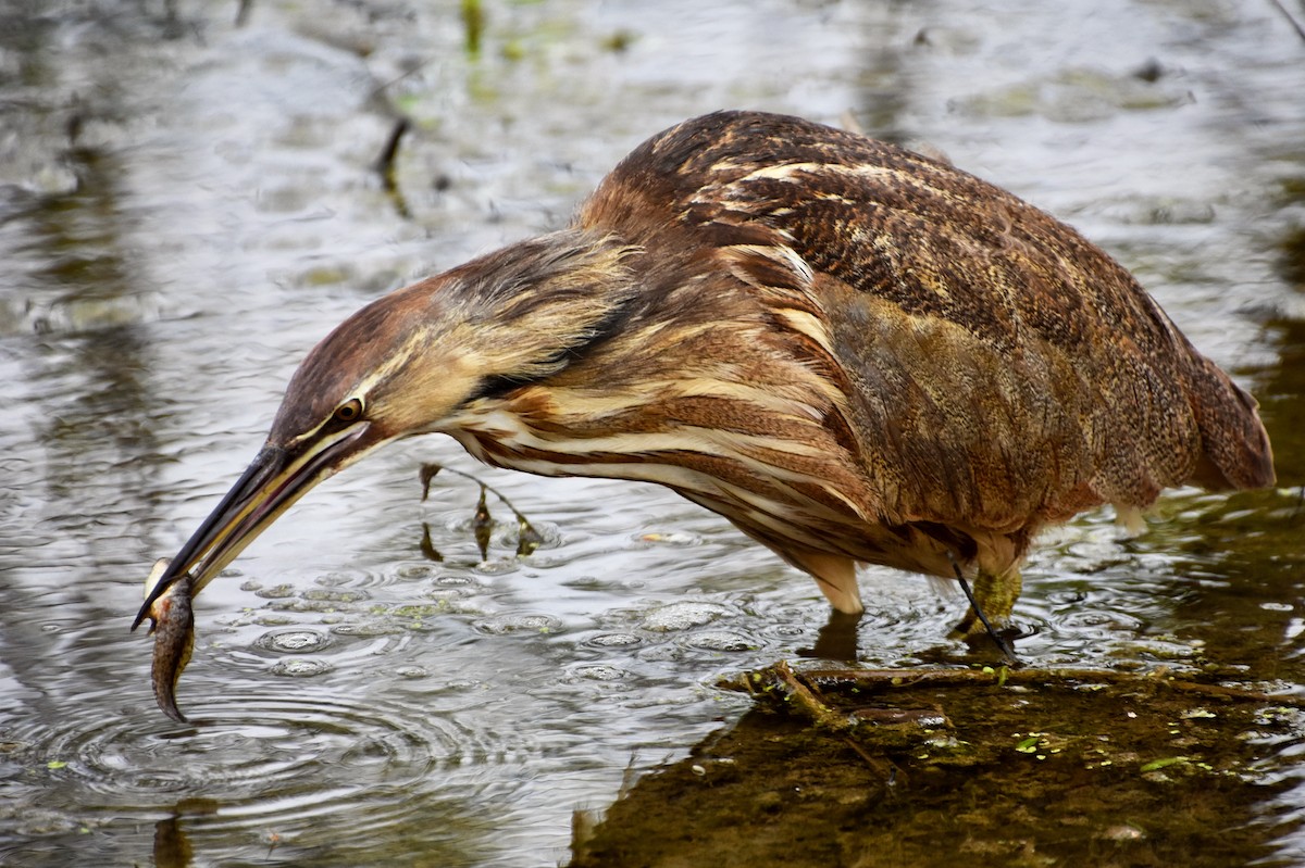 American Bittern - ML609234010