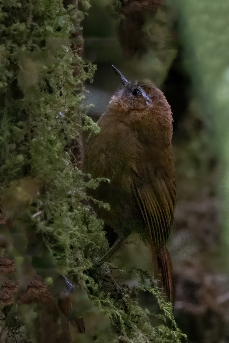 White-browed Spinetail - Peggy Steffens