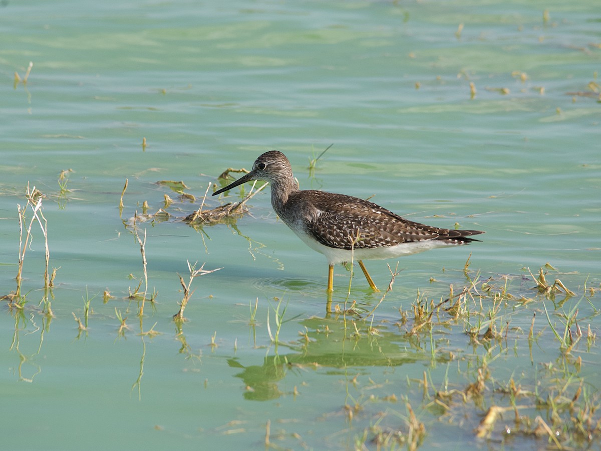 Pectoral Sandpiper - ML609234093