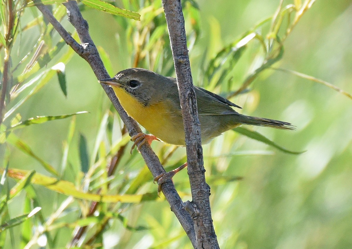 Common Yellowthroat - ML609234112