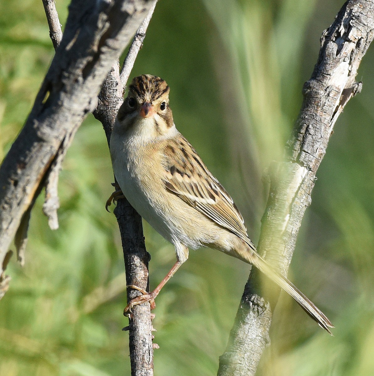 Clay-colored Sparrow - ML609234121