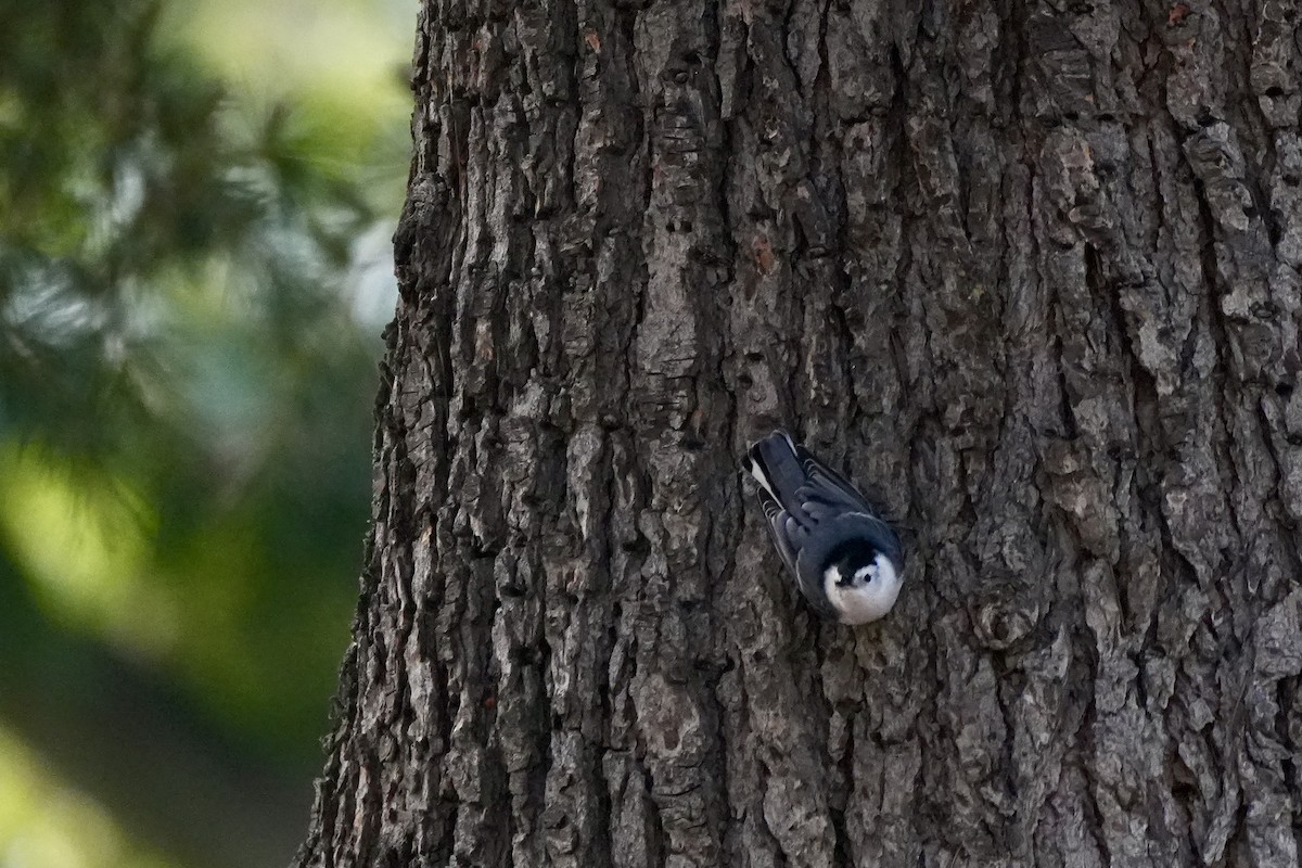White-breasted Nuthatch - ML609234122