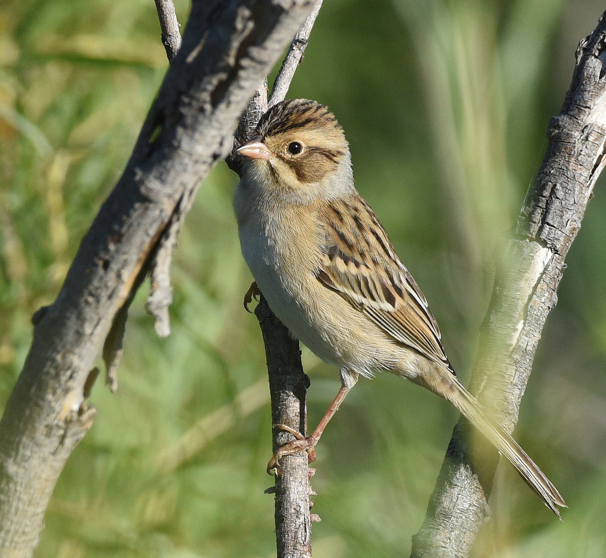 Clay-colored Sparrow - ML609234123