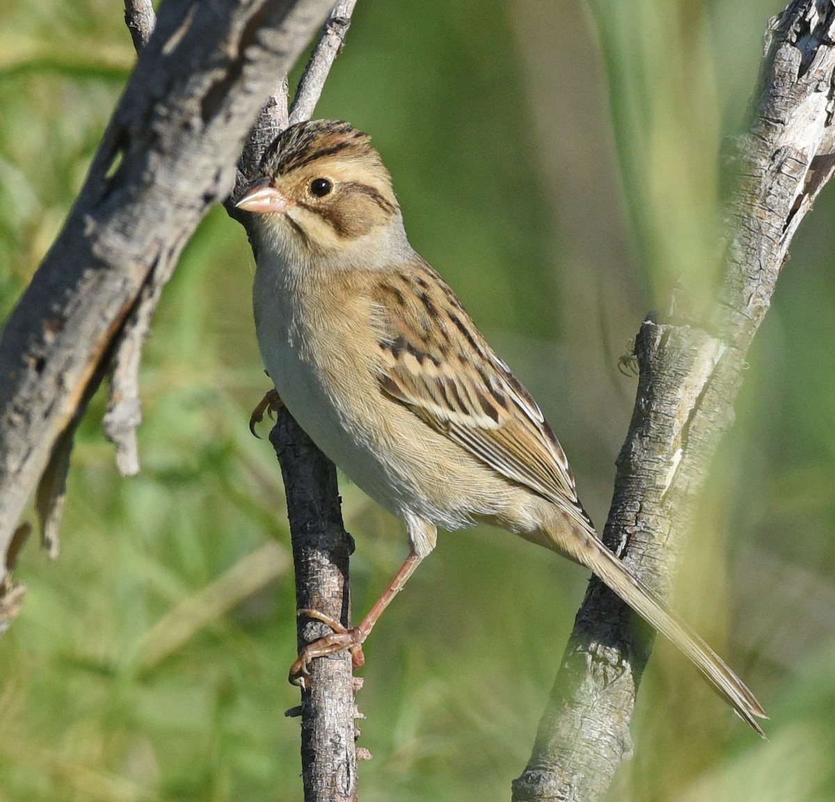 Clay-colored Sparrow - ML609234124