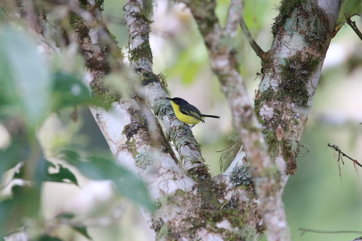 Common Tody-Flycatcher - ML609234188