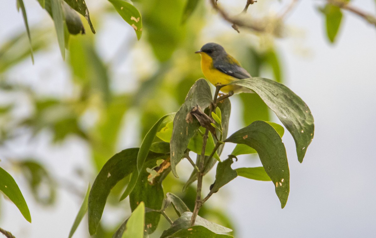 Tropical Parula - ML609234204