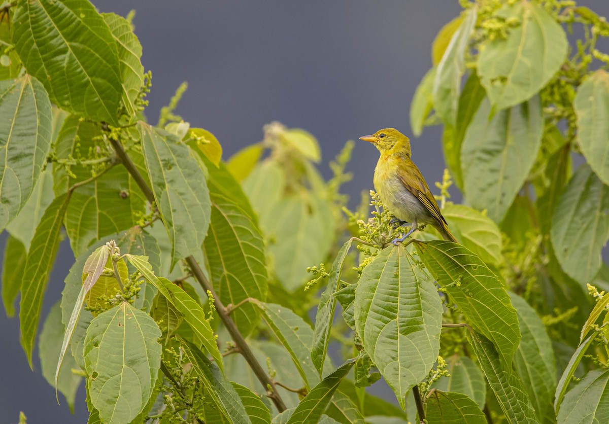 Guira Tanager - ML609234212