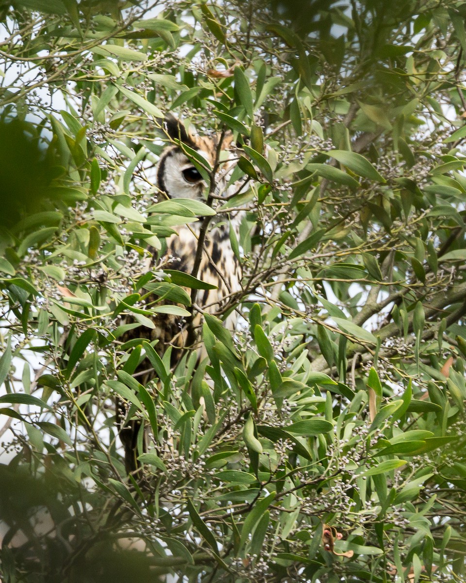 Striped Owl - ML609234276
