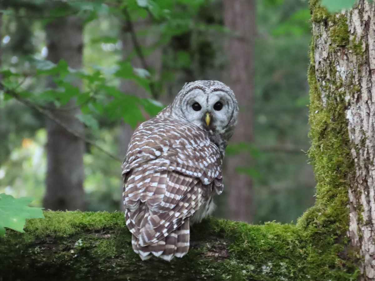 Barred Owl - ML609234299