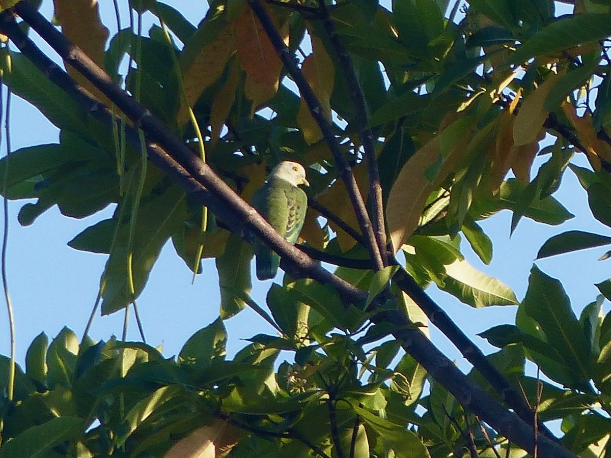 Rose-crowned Fruit-Dove - ML609234306