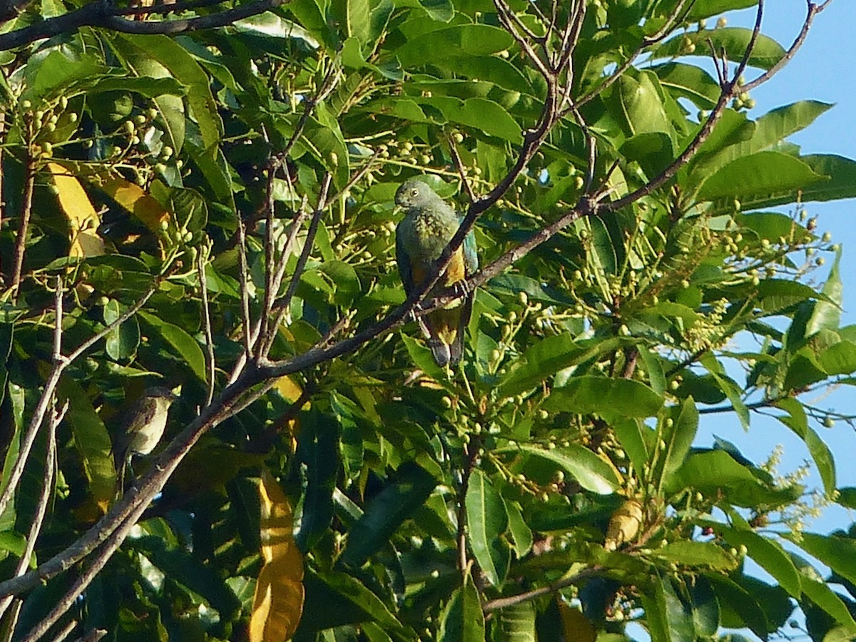 Rose-crowned Fruit-Dove - ML609234312