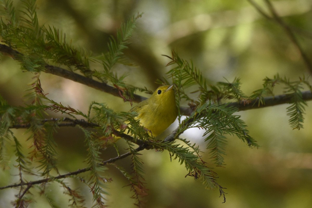 Yellow Warbler (Northern) - ML609234319