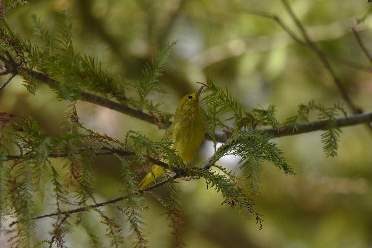 Yellow Warbler (Northern) - ML609234322