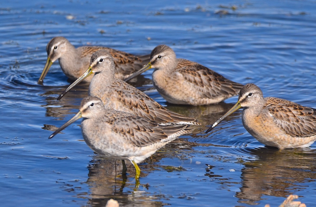 Long-billed Dowitcher - ML609234369