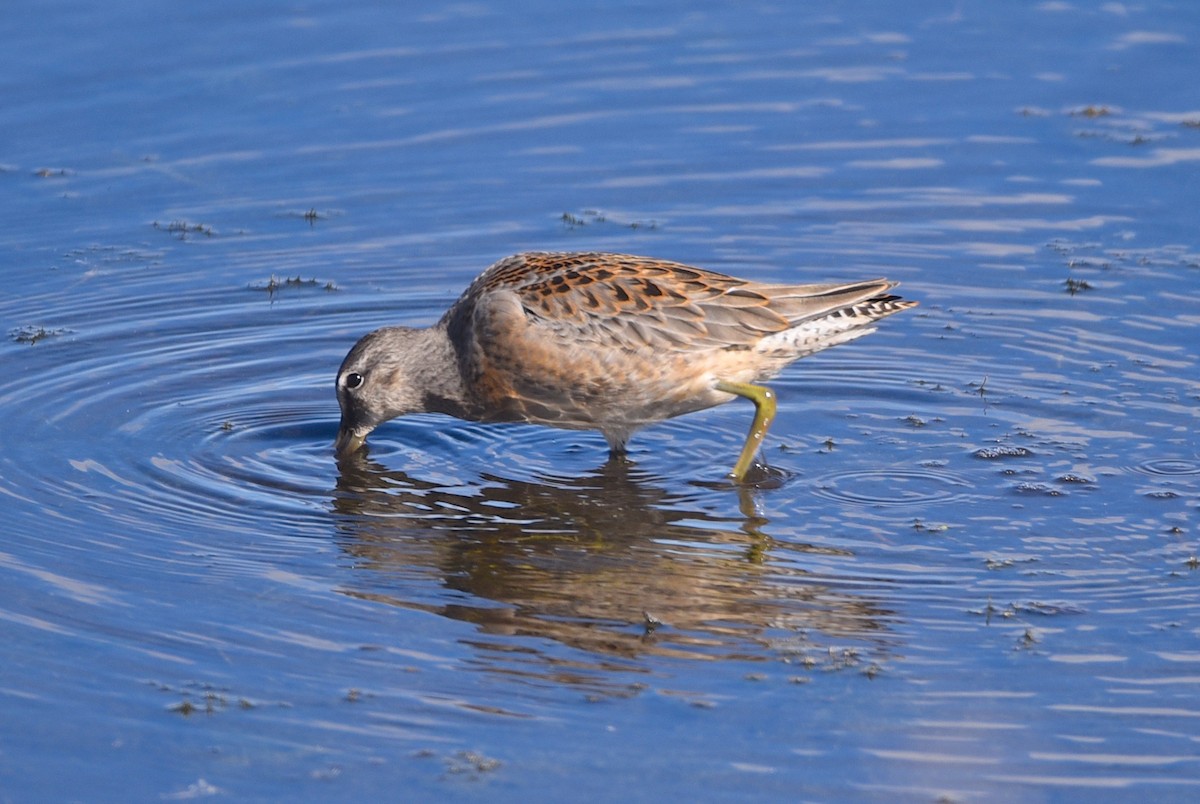 Long-billed Dowitcher - ML609234370