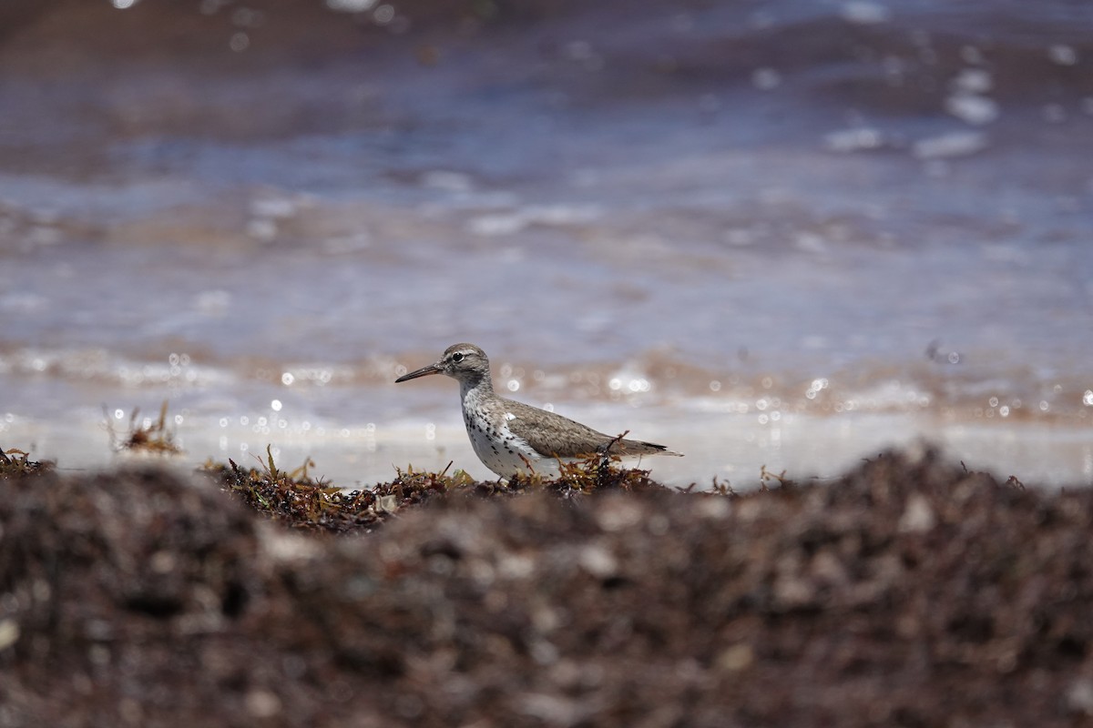 Spotted Sandpiper - ML609234378