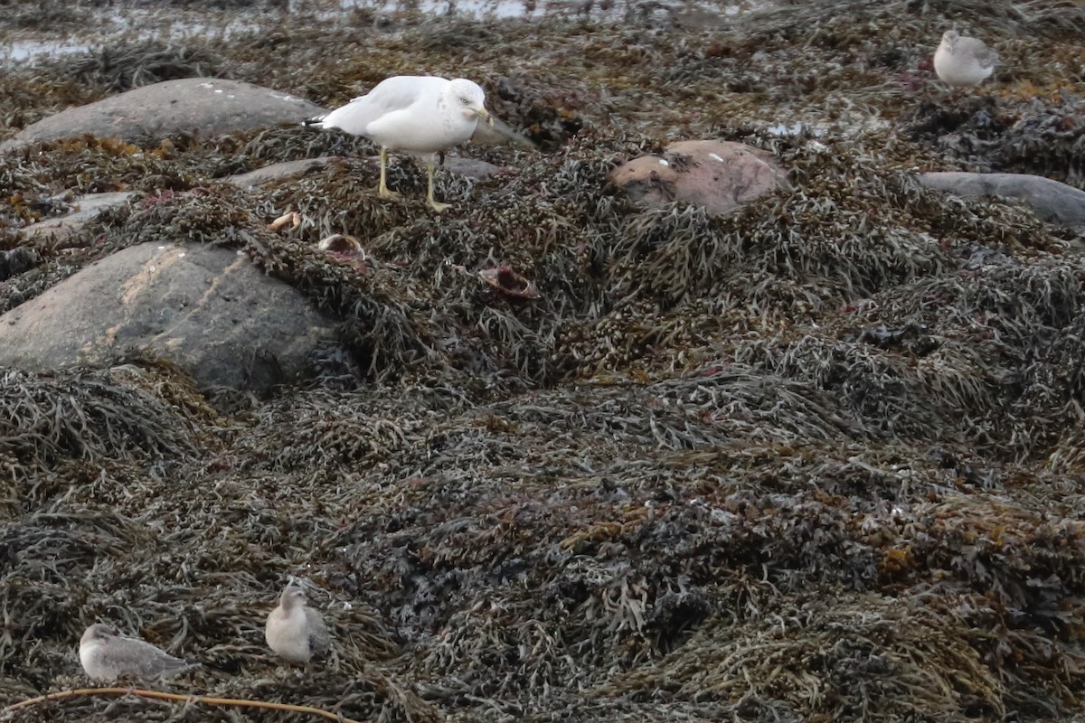 Red Knot - ML609234383