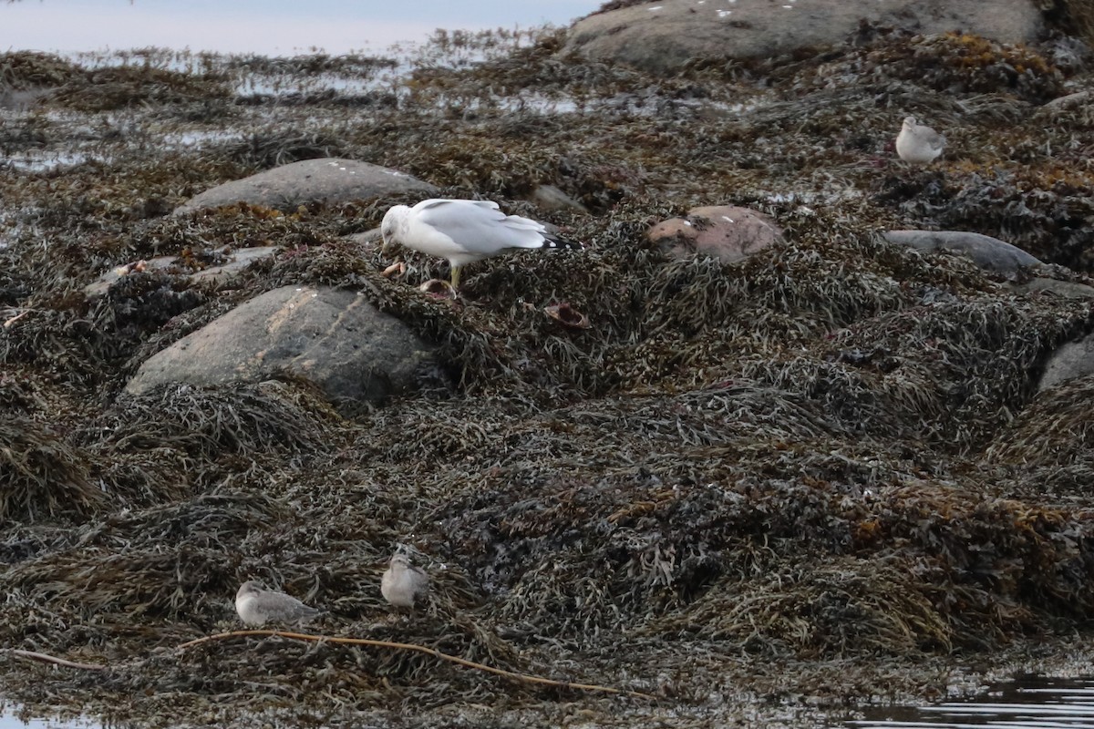 Red Knot - Dominique Berteaux