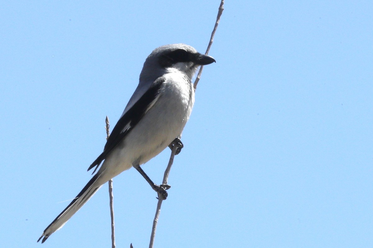 Loggerhead Shrike - ML609234425