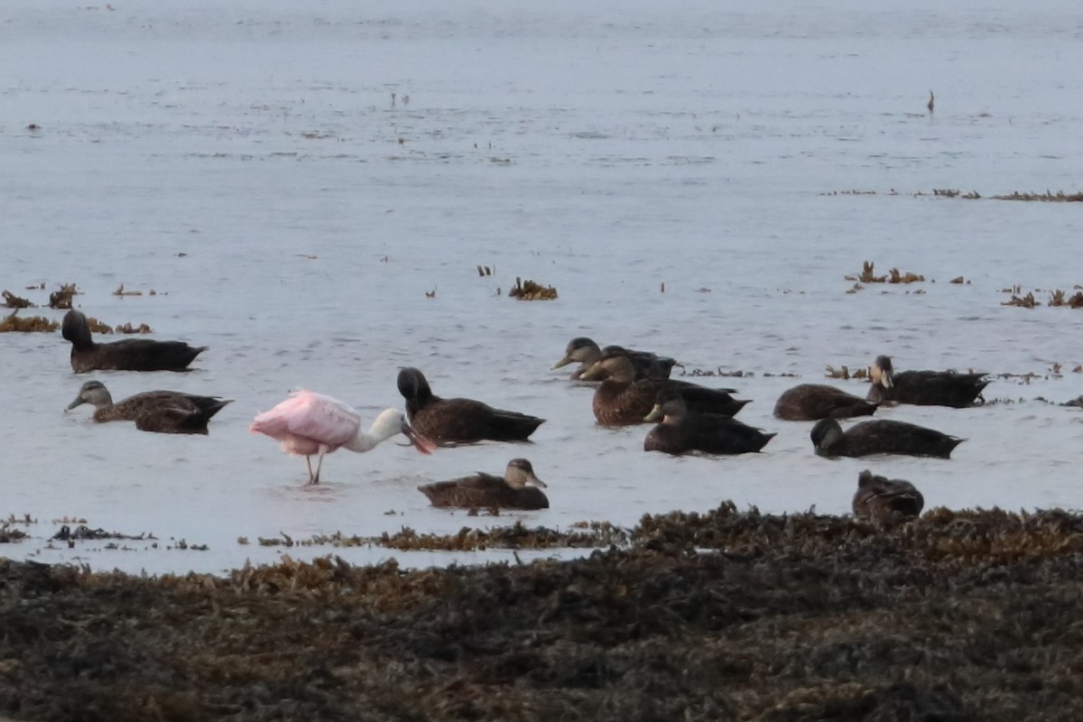 Roseate Spoonbill - ML609234445