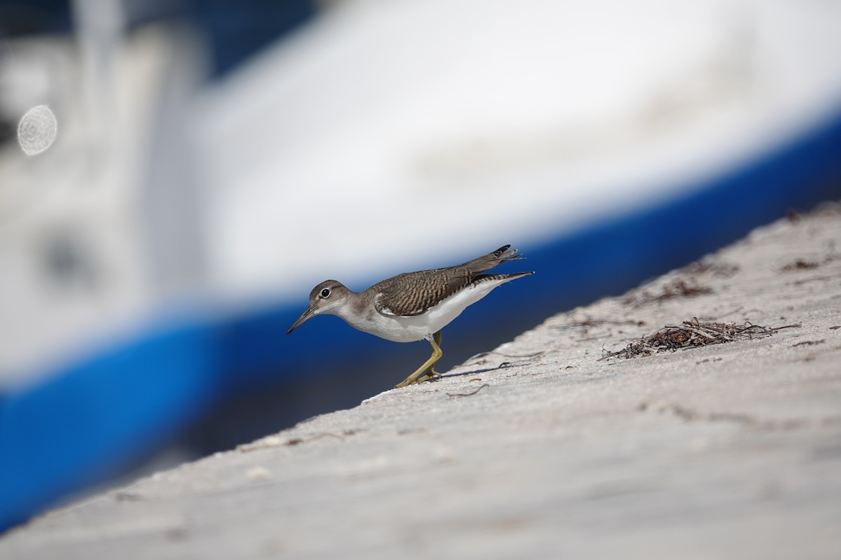 Spotted Sandpiper - Lucas Koh